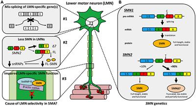 Motor Neuron Gene Therapy: Lessons from Spinal Muscular Atrophy for Amyotrophic Lateral Sclerosis